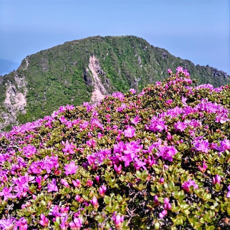 由布岳西峰とミヤマキリシマ