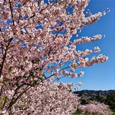 現地は桜満開