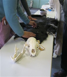 ツキノワグマの毛皮と頭蓋骨