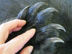 鋭いクマの前爪