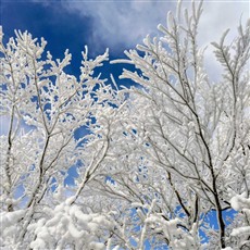 美しい樹氷と青空